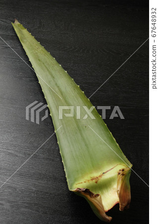 Aloe 67648932