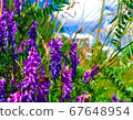 Nature wildflowers outdoors meadow background. Lavender, blue and purple wild plants on green grass  blue sky wallpaper. Blooming flowers in the park flora closeup. 67648954