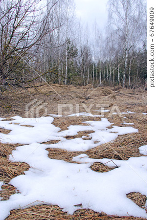 Melting snow in early spring at edge of forest Melting snow in early spring at edge of forest 67649009