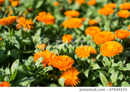 Orange flowers in the garden. 67649259