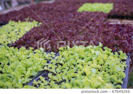Organic green lettuce small plants or salad 67649268
