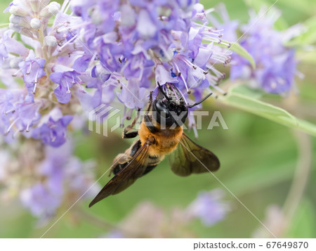 Ladybird Ladybird 67649870
