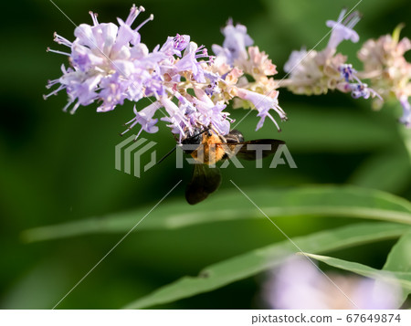 切葉蜂sculpturalis 切葉蜂sculpturalis 67649874