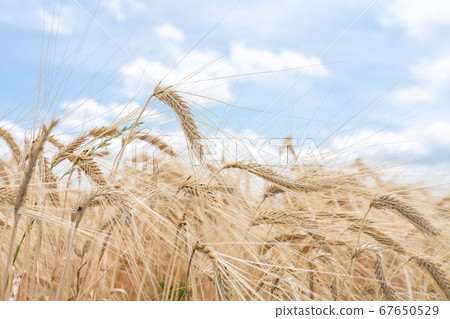 Barley autumn blue sky and beer barley in harvest season (May) Barley autumn blue sky and beer barley in harvest season (May) 67650529