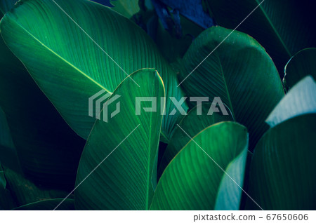 tropical leaves colorful flower on dark tropical foliage nature background dark green foliage nature tropical leaves colorful flower on dark tropical foliage nature background dark green foliage nature 67650606