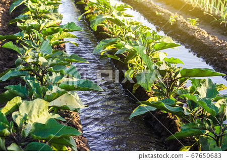Water flows through irrigation canals on a farm eggplant plantation. Conservation of water resources and reduction pollution. Caring for plants, growing food. Agriculture and agribusiness. Water flows through irrigation canals on a farm eggplant plantation. Conservation of water resources and reduction pollution. Caring for plants, growing food. Agriculture and agribusiness. 67650683