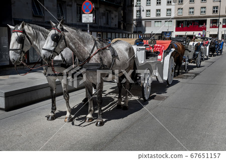 Traditional Fiaker Horses With Carriage At Rental Station in Front Of Stephansdom In The City Of Vienna In Austria Traditional Fiaker Horses With Carriage At Rental Station in Front Of Stephansdom In The City Of Vienna In Austria 67651157