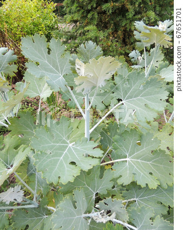 Plant five-seeded plume-poppy in spring 67651701