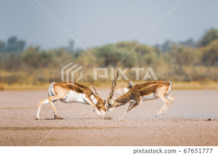 male blackbuck fighting in an open field Antilope fighting with full force from long horns in green background and scenic landscape with skyline at blackbuck national park Velavadar gujrat india 67651777