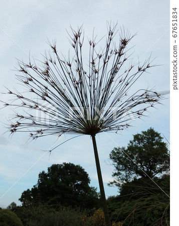 Papyrus sedge in spring during flowering 67651834