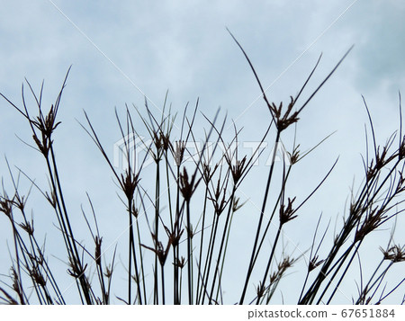 Papyrus sedge in spring during flowering Papyrus sedge in spring during flowering 67651884