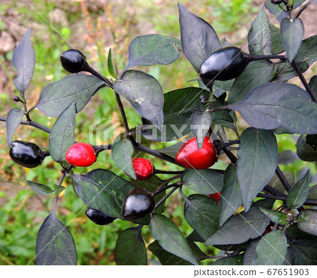 Annual decorative pepper with bright fruits Annual decorative pepper with bright fruits 67651903
