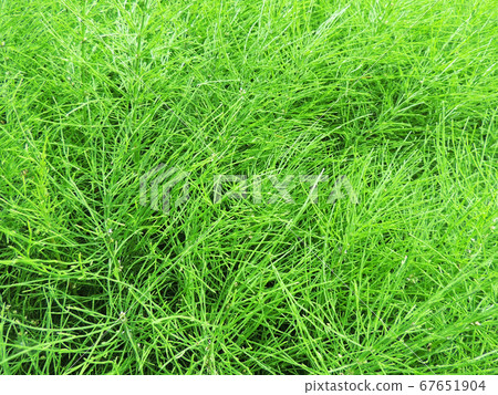 Field horsetail or common horsetail in  garden. 67651904