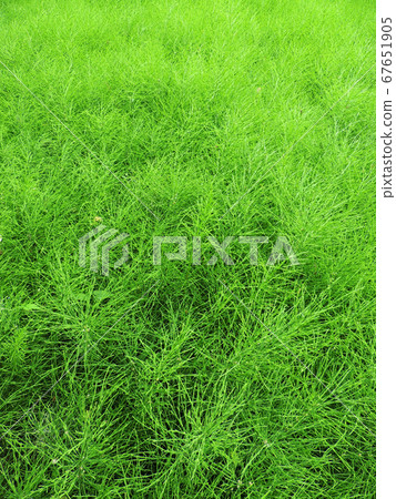 Field horsetail or common horsetail in  garden. 67651905