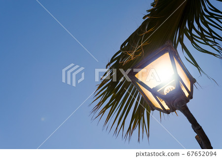 Lighted street lamp with palm trees at night. Lighted street lamp with palm trees at night. 67652094
