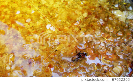 wax honeycomb from a bee hive filled with golden 67652203