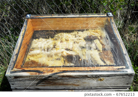 wax honeycomb from a bee hive filled with golden wax honeycomb from a bee hive filled with golden 67652213