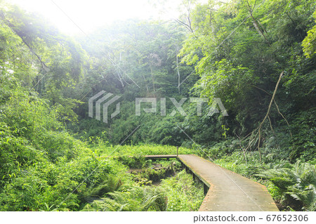 Koamishiro Forest (rainy season) on the Miura Peninsula, a secluded area in the Kanto region 67652306