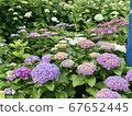 Hydrangea in full bloom 2 67652445