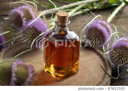 A bottle of herbal tincture with wild teasel A bottle of herbal tincture with wild teasel 67652505