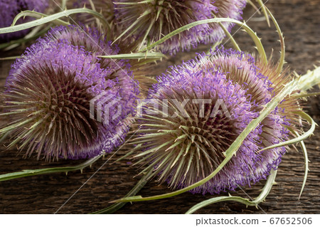 Wild teasel flowers on a table Wild teasel flowers on a table 67652506