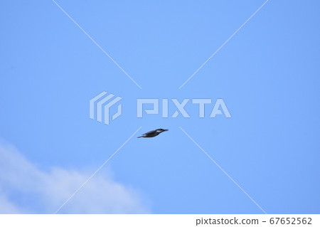 Yamasemi Pyon Yamasemi Pyon 67652562