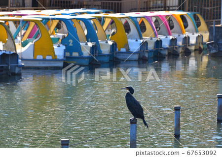 Twilight cormorant 67653092