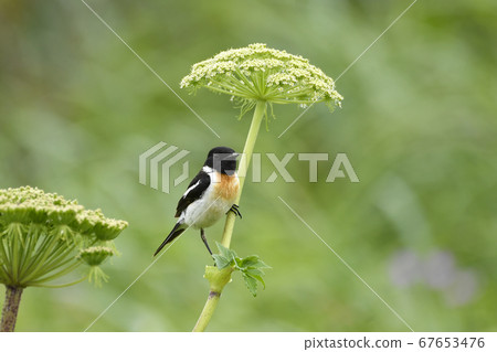 大雄雄夏 67653476