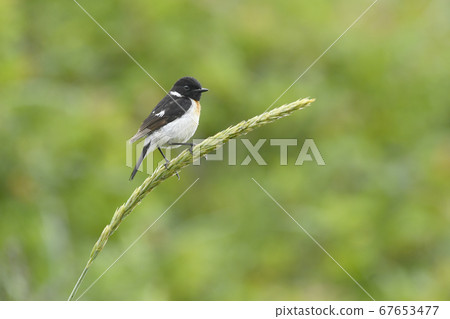 大雄雄夏 67653477