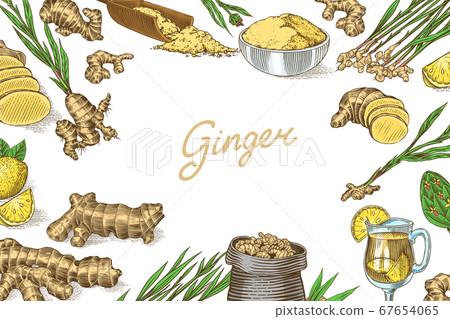 Ginger root Poster or banner. Chopped rhizome, Fresh plant background. Bag and tea in glass cup Ginger root Poster or banner. Chopped rhizome, Fresh plant background. Bag and tea in glass cup 67654065