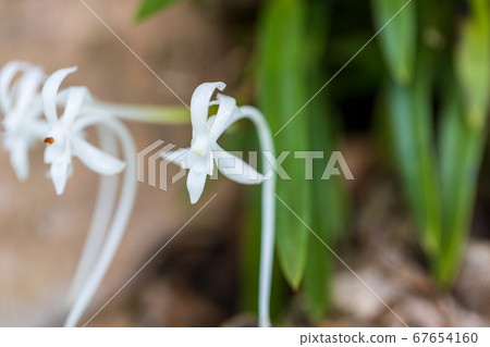 Furan that has settled on a tree 67654160