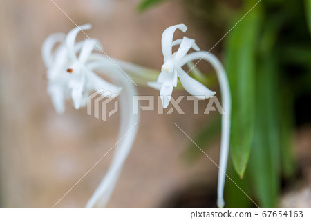 Furan that has settled on a tree Furan that has settled on a tree 67654163