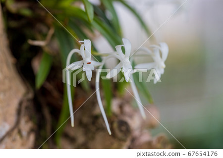 Furan that has settled on a tree 67654176