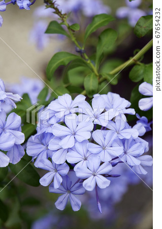 Ruri Matri's blue flower Ruri Matri's blue flower 67654232