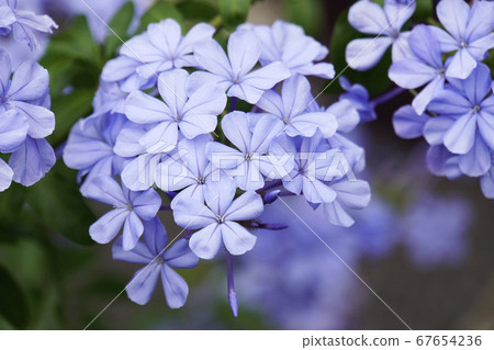 Ruri Matri's blue flower 67654236