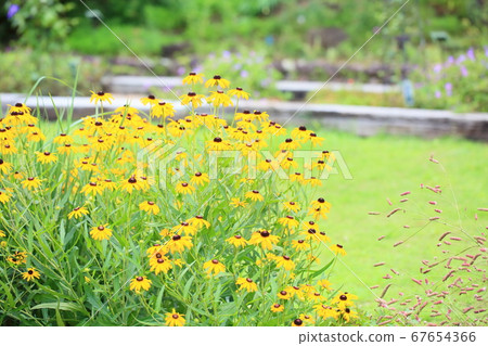 金光菊花 金光菊花 67654366