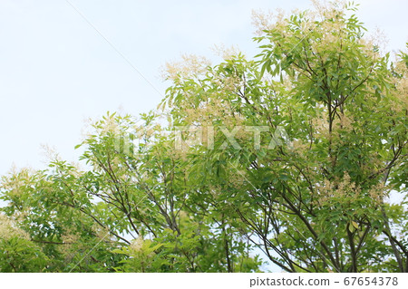 Flowers of Simonna Neko Flowers of Simonna Neko 67654378