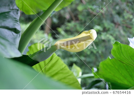 Alocasia flower Alocasia flower 67654416