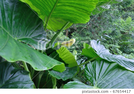 Alocasia flower leaf 67654417