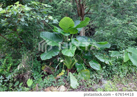 Kwazu imo Kwazu imo 67654418