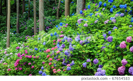 Hydrangea of hydrangea 67654583
