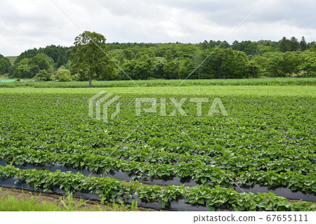 北海道淺澤町甘藷田的夏日風景拍攝 67655111