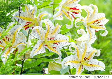 山由里良 67655134