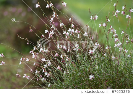 Gaura (white butterfly grass) 67655276