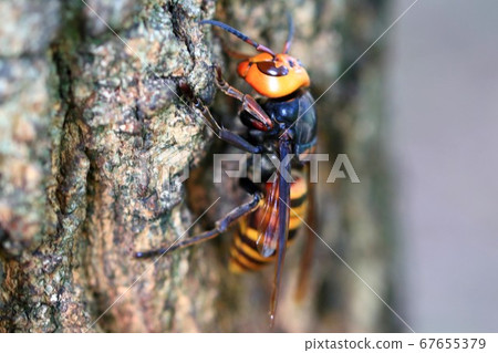 Wheatstone Wheatstone 67655379