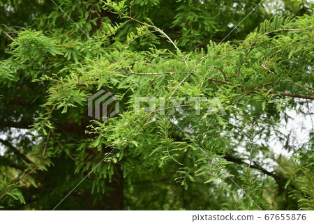 Raku Show (Ochihamatsu) 67655876