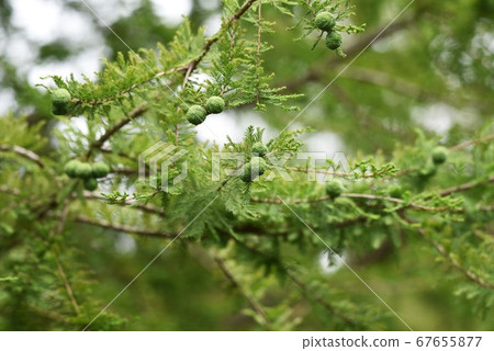 Raku Show (Ochihamatsu) 67655877