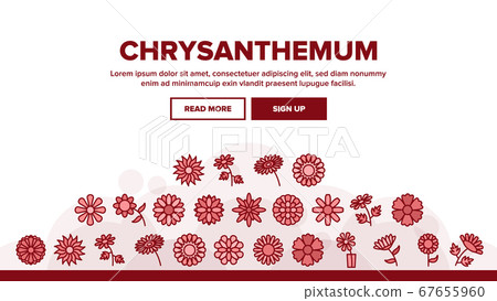 Chrysanthemum Flower Landing Header Vector 67655960