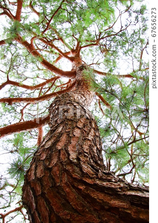 Beautiful pine 67656273