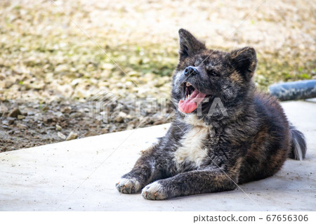 秋田犬黑虎俯臥5675 照片素材 圖片 圖庫